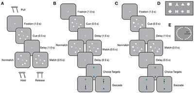 Lateralization of Executive Function: Working Memory Advantage for Same Hemifield Stimuli in the Monkey